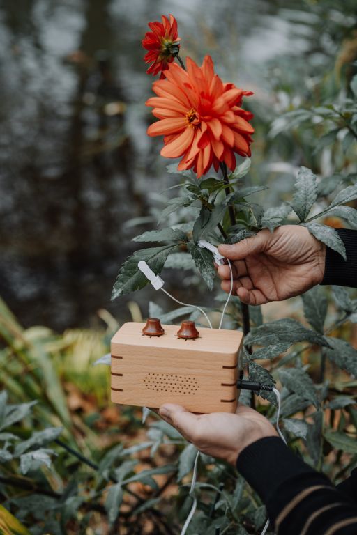 PhytoHarmonia - Image 4