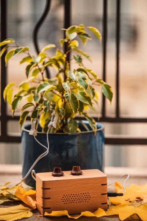 PhytoHarmonia - Image 12