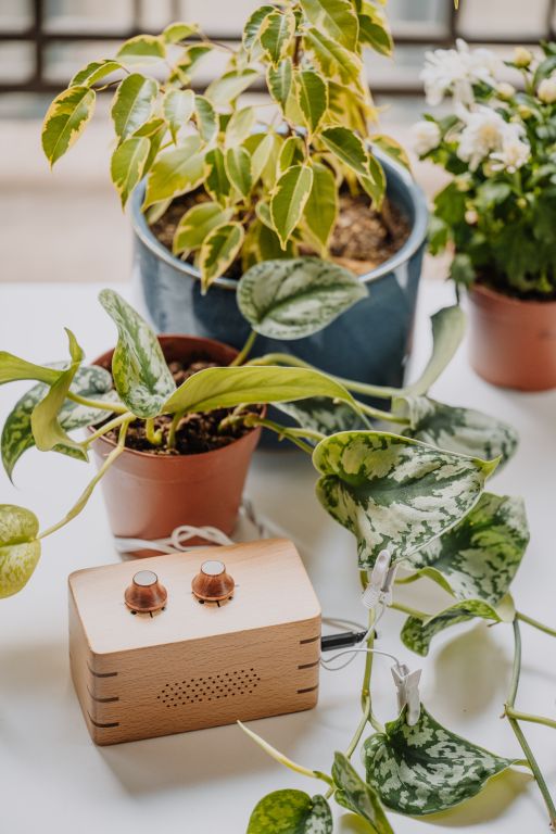 PhytoHarmonia - Image 5